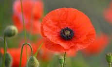 搬家的仪式讲究 搬家前要准备些什么