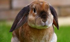 属兔哪日出生是上等之命大富大贵