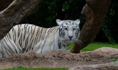 74年属虎人躲不过去的大难在哪年