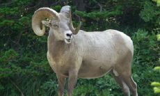 属羊哪个时辰出生大富大贵是有福命