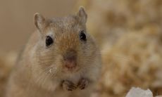 38岁是转折点属鼠吗 2022年的运势如何