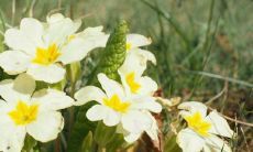 属马的财运花是什么花