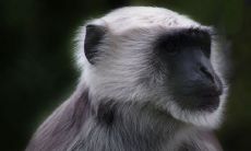 属猴人离不开的两个贵人是谁