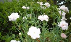 南北阳台直接相对好不好 如何化解