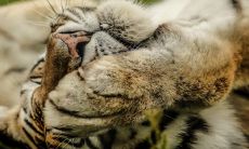 2022年金字旁最吉利的名字 虎年五行缺金名字