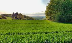 老鼠几月出生最有福