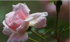 2022年虎虎生威的五大生肖 生肖狗幸运降临时来运转