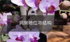 洞房地位与结构