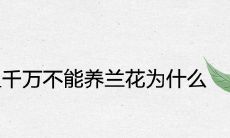 家里千万不能养兰花为什么