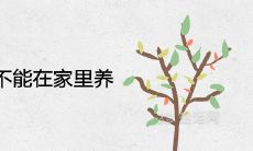 腊梅为什么不能在家里养 有哪些寓意象征