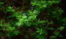 正月初五出生女孩是贵妇命 女孩正月初五好不好