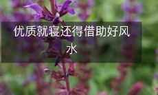 优质就寝还得借助好风水