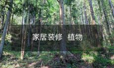 家居装修 植物