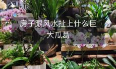 房子跟风水扯上什么巨大瓜葛