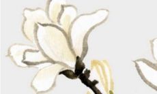 2022虎年12月属鸡人桃花方位 吉祥物件带来好运