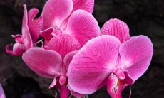 皮厚江姓名评分90分