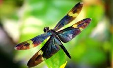 解加鹏姓名评分96分