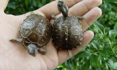 养龟与居家风水,什么人合适养龟,龟的摆放地位