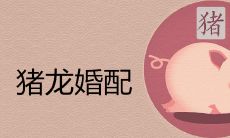 猪和龙合不合财 适合做夫妻吗