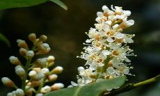 2022年是十二生肖里的哪一年 2022年是虎年