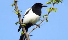 2022年赚钱的生肖 能够赚到不错的财富