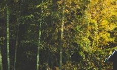 2022年容易衰老的生肖女 生肖马一直熬夜酗酒