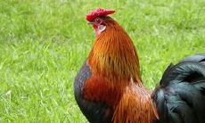 2022年生肖鸡的财运如何 发展良机增加