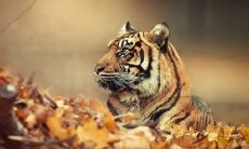 属虎的女易二婚 1974年属虎离婚是真的吗