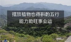 摆放植物也得斟酌五行能力助旺事业运