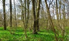 生肖羊2022年将要发生的好事 事业运势表现非常好