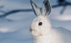 2023年犯太岁最严重的生肖 运势最差的属相