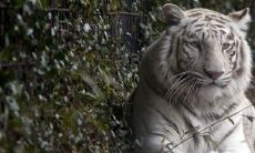 74年虎女一生有几个孩子 子女缘怎么样