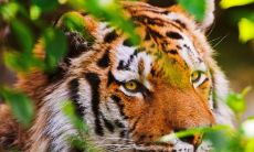 2020年属虎多大 属虎年龄查询表