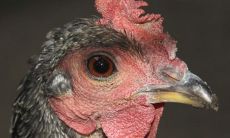 2022属鸡的今年多大