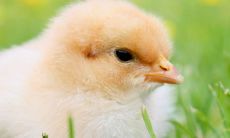 93年鸡和97牛生什么宝宝好 何时添子女