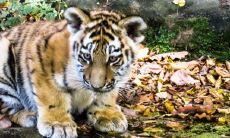 2022年落魄的生肖 灾难多的属相