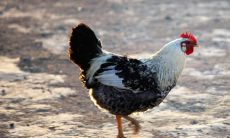 1981年属鸡人最难熬年龄是多大 一生大灾年在什么时候