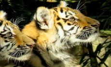 2022虎年最旺男孩名字 最佳旺财名