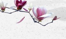 结婚贴双喜有什么讲究 风俗习惯婚嫁要求