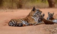 2022虎年最旺男孩名字 有美好寓意的小名