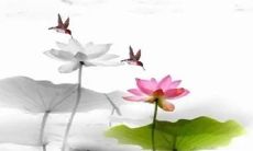 白露节气是哪个季节 八月十五雁门开,雁儿头上带霜来