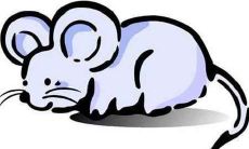 1972年属鼠的人2020年运势及运程