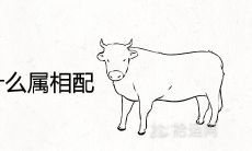 属牛女不能和什么属相配