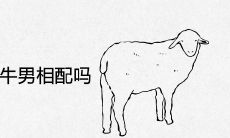 91年羊女和85年牛男相配吗