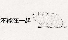 84鼠87兔能不能在一起