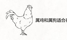 属鸡和属狗适合在一起做夫妻吗