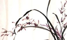 属兔本命年犯太岁怎么破解 提升能力打扫房屋