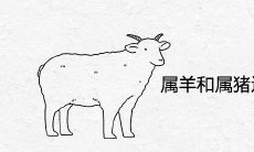 属羊和属猪适合在一起做夫妻吗