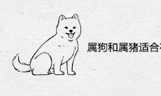 属狗和属猪适合在一起做夫妻吗