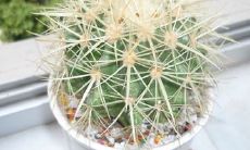 五种不详物家中万万不能摆